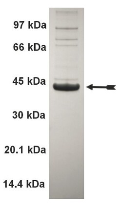 Eurofins DiscoverX WNK2 Protein, Active 10 &mu;g | Buy Online | Eurofins DiscoverX | Fisher Scientific